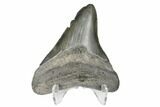 Fossil Megalodon Tooth - South Carolina #170403-2